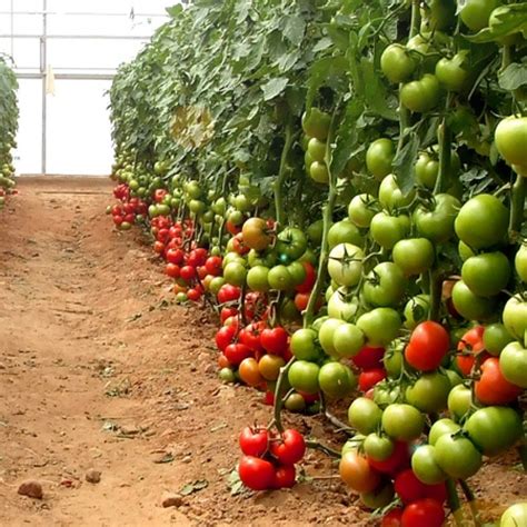 Açıkta sırık domates yetiştiriciliği